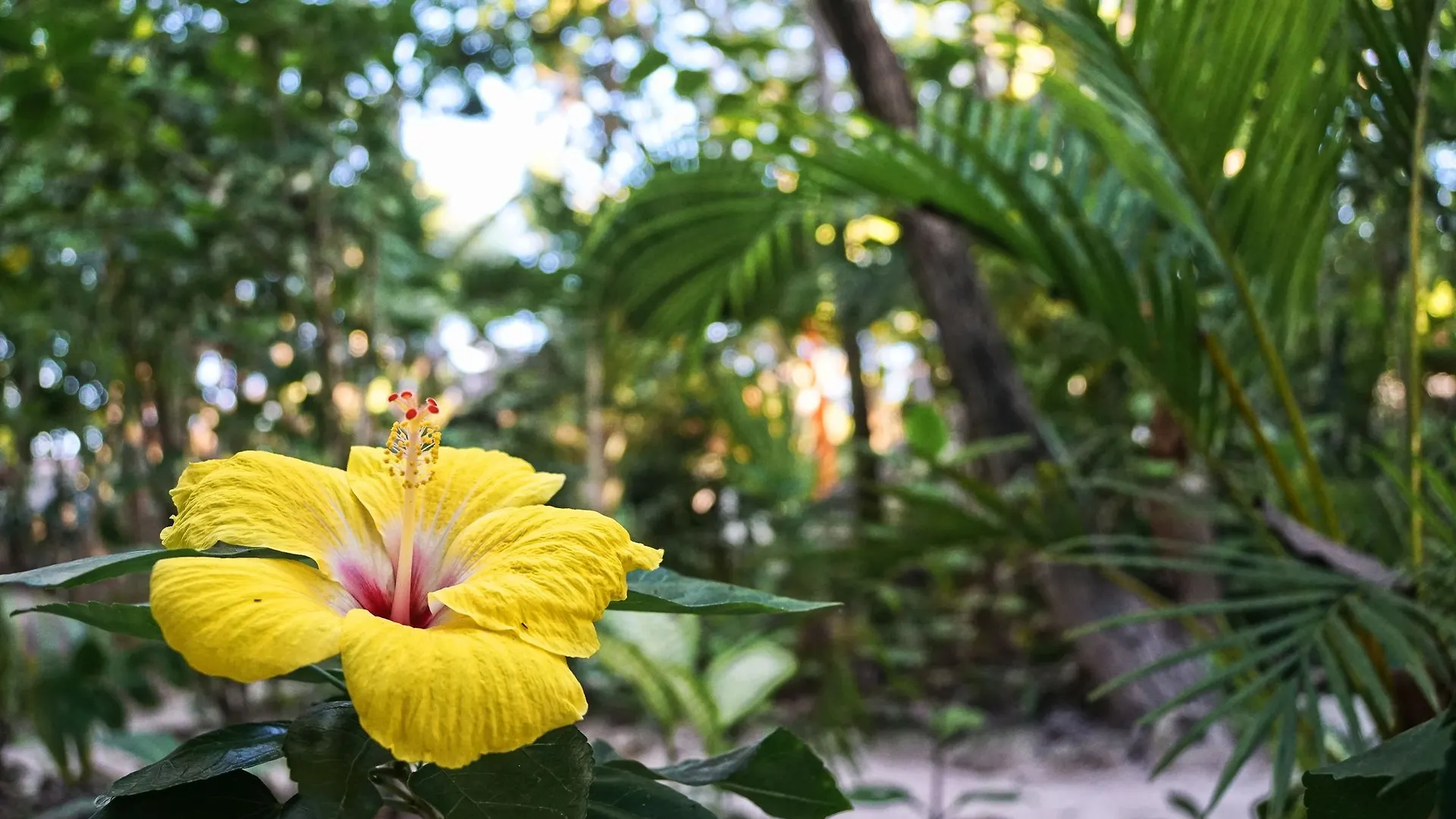 ***  Hotel Ecologico Posada Dos Ceibas Tulum Mexico